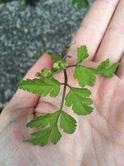 Chaerophyllum