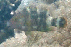 Cheilinus trilobatus