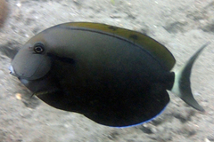 Acanthurus nigricauda