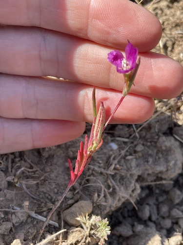 iNaturalist observation photo of Winecup Clarkia