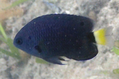 Pomacentrus trichrourus