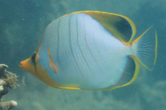 Chaetodon xanthocephalus