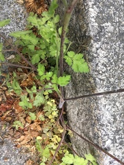 Chaerophyllum