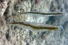 Speckled Shrimpfish photo 2
