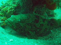 Epinephelus coioides