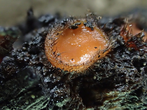 iNaturalist observation photo of Eyelash cups