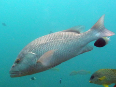 Lutjanus argentimaculatus