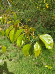 Populus trichocarpa