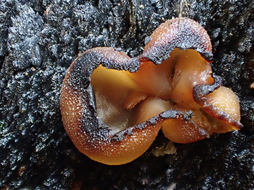 iNaturalist observation photo of layered cup
