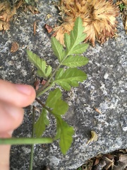Chaerophyllum