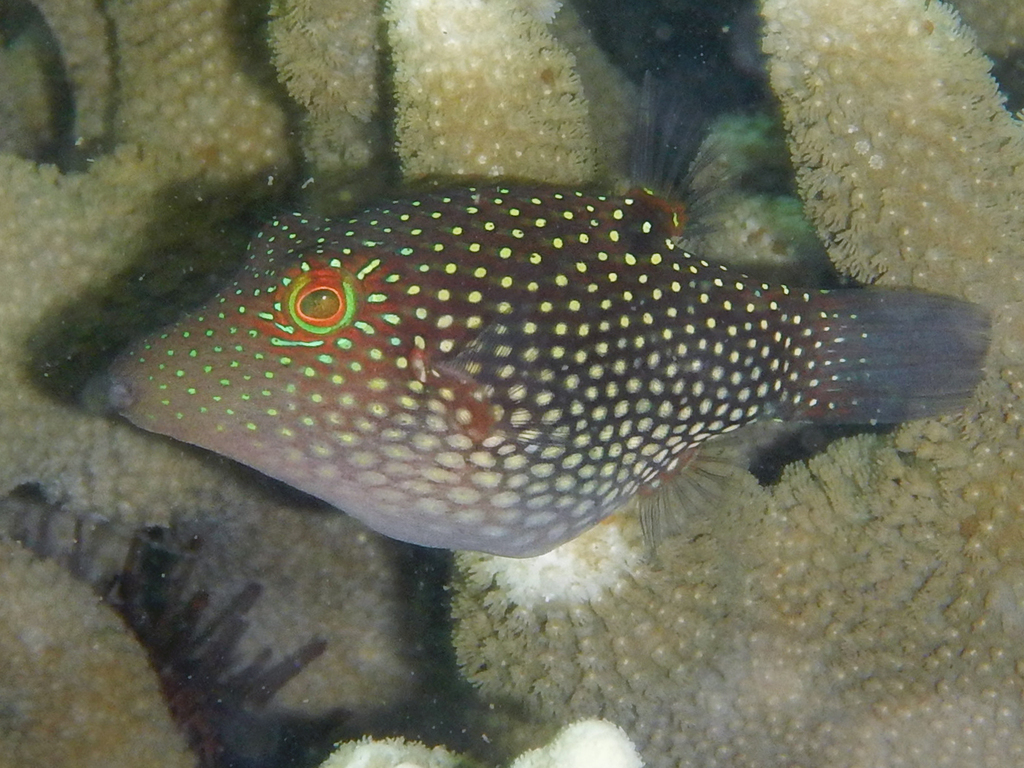 Spotted puffer