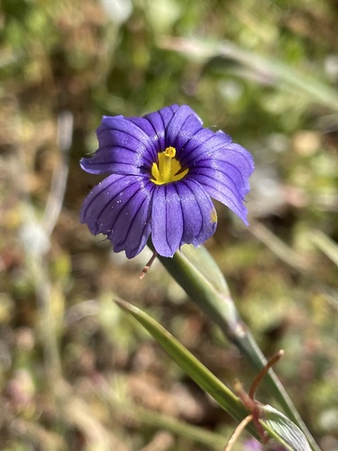 iNaturalist observation photo of western blue-eyed grass