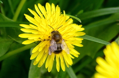 Anthophora plumipes