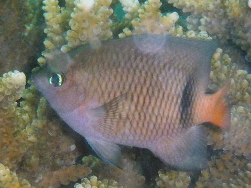 Blackbar Damselfish