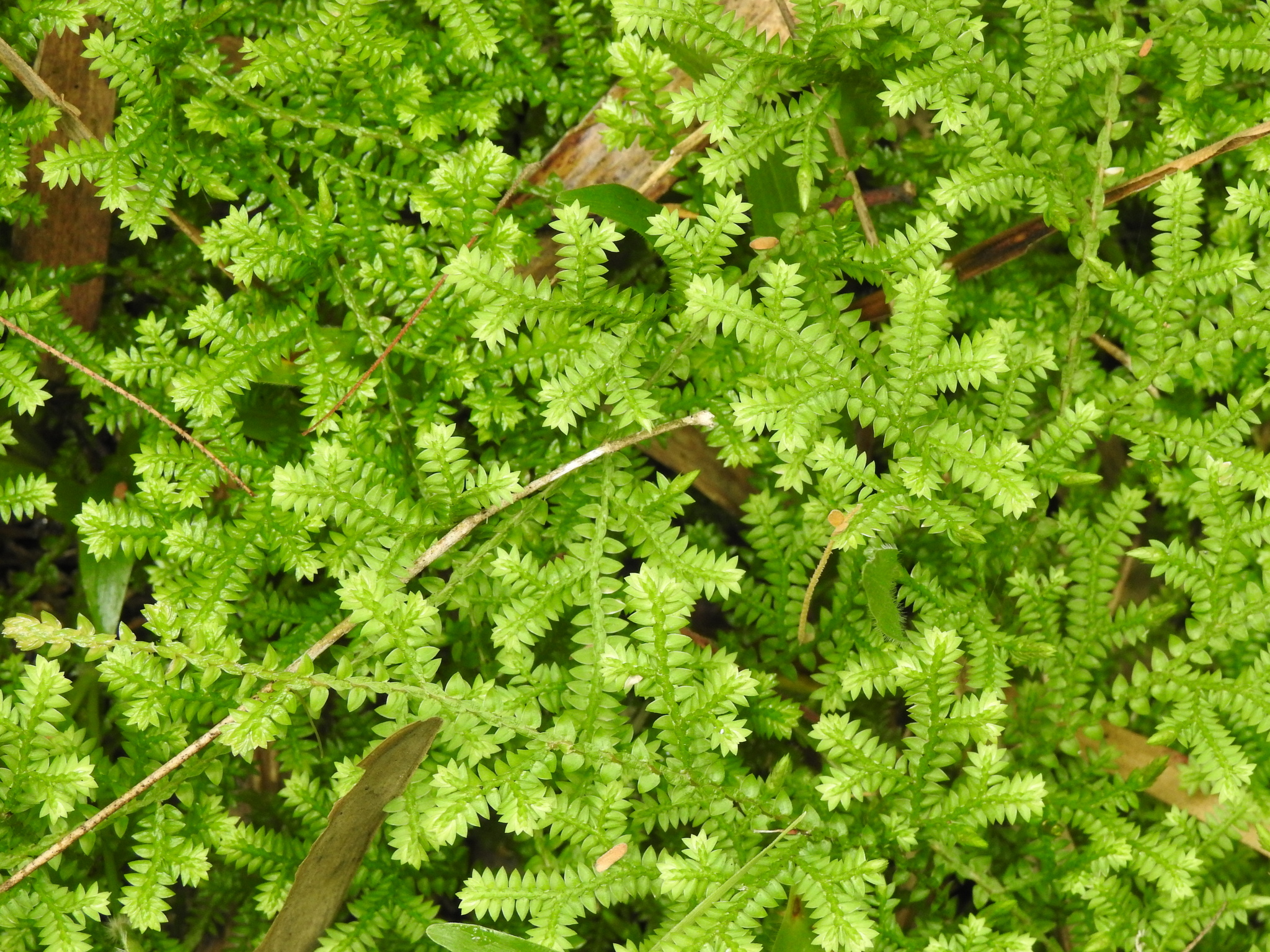 Selaginella kraussiana