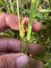 Carex flaccosperma