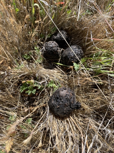 iNaturalist observation photo of Wild Boar