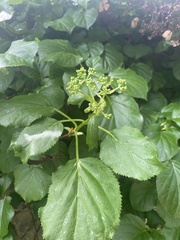 Hydrangea petiolaris