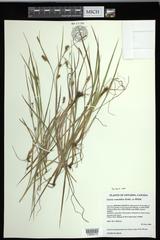 Carex conoidea