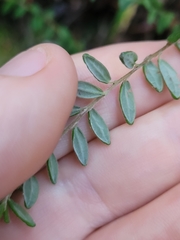 Pomaderris phylicifolia