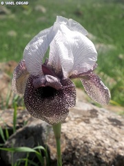 Iris hermona