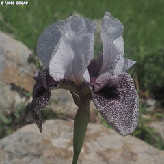 Iris hermona