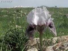 Iris hermona