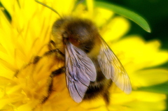 Anthophora plumipes