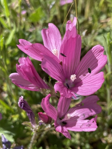 iNaturalist observation photo of checkerbloom
