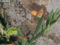 Lathyrus blepharicarpos