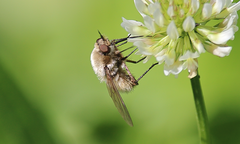 Nothoschistus melampogon