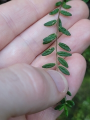 Pomaderris phylicifolia