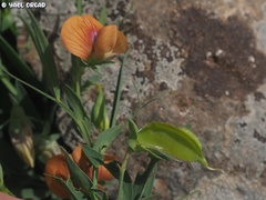 Lathyrus blepharicarpos