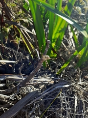 Argiope australis