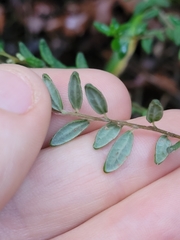 Pomaderris phylicifolia