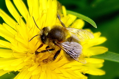 Anthophora plumipes