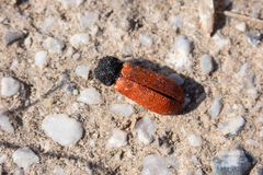 Bostrichus capucinus