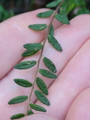 Pomaderris phylicifolia