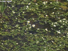 Ranunculus saniculifolius