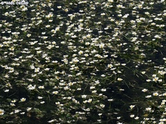 Ranunculus saniculifolius