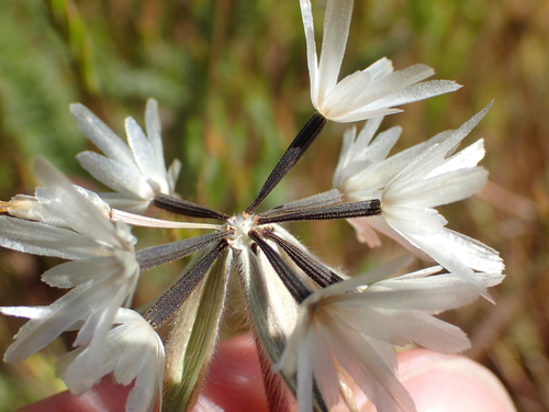 iNaturalist observation photo of Blow Wives