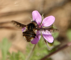 Bombylius albicapillus