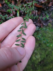 Pomaderris phylicifolia