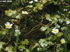 Ranunculus saniculifolius