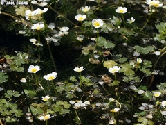 Ranunculus saniculifolius