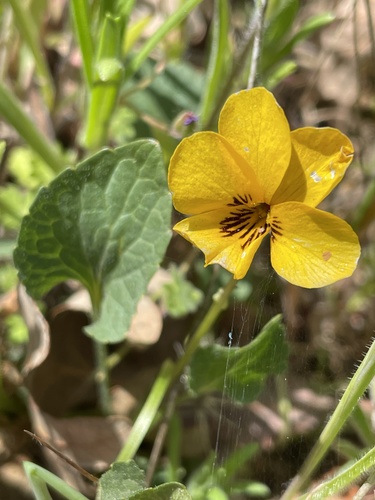 iNaturalist observation photo of California Golden Violet