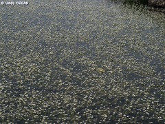 Ranunculus saniculifolius