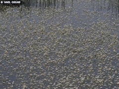 Ranunculus saniculifolius