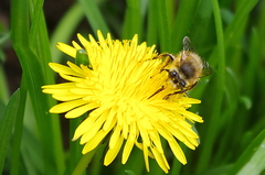 Anthophora plumipes