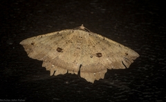 Polyacme subpulchra
